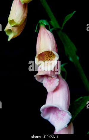 Ritratto di un lilla pallido Foxglove, Digitalis purpurea Excelsior in crescita in un paese di lingua inglese nel giardino Cherhill, Wiltshire, Regno Unito. Foto Stock