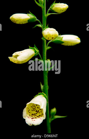 Ritratto di un bianco Digitalis, nativo Foxglove in crescita in un paese di lingua inglese nel giardino Cherhill, Wiltshire, Regno Unito. Foto Stock