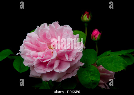 In vecchio stile rosa rosa ad arbusto che cresce in un paese di lingua inglese nel giardino Cherhill, Wiltshire, Regno Unito. Foto Stock