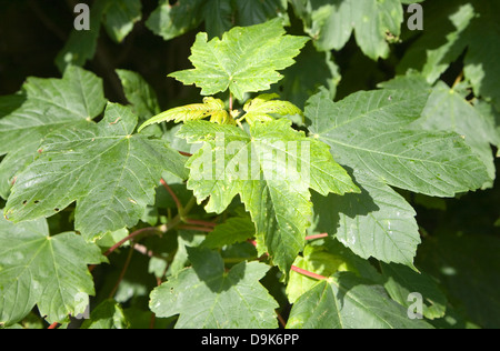 Spotted patch sul sicomoro foglia causato da erineum galli - il lavoro di Eriophyes acari Foto Stock