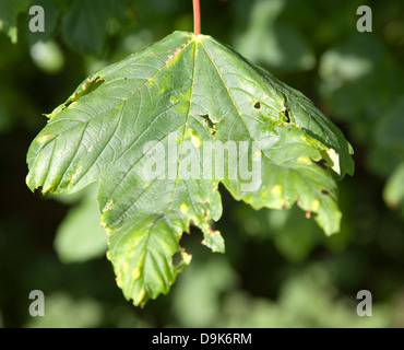 Spotted patch sul sicomoro foglia causato da erineum galli - il lavoro di Eriophyes acari Foto Stock