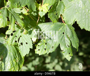 Spotted patch sul sicomoro foglia causato da erineum galli - il lavoro di Eriophyes acari Foto Stock