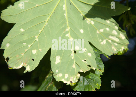 Spotted patch sul sicomoro foglia causato da erineum galli - il lavoro di Eriophyes acari Foto Stock