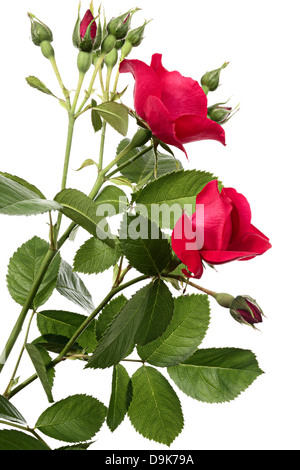 Fiori di rosa rampicante isolato su uno sfondo bianco Foto Stock