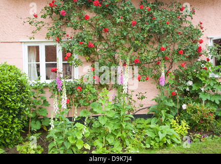 Red rambling rose crescente sul rosa parete cottage, Suffolk, Inghilterra Foto Stock