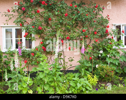 Red rambling rose crescente sul rosa parete cottage, Suffolk, Inghilterra Foto Stock