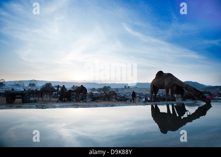 Camel acqua potabile da un trogolo di Pushkar, Ajmer, Rajasthan, India Foto Stock