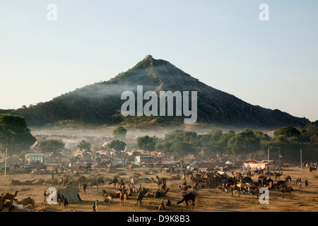 Camel terreno fieristico di fronte a una montagna, Pushkar, Ajmer, Rajasthan, India Foto Stock