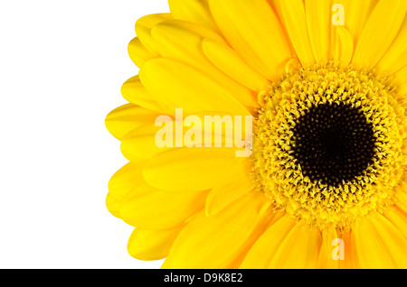 Giallo Tagete parte isolati su sfondo bianco Foto Stock