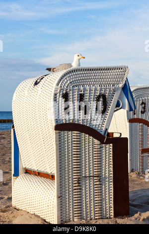 Seagull seduto su una sdraio sulla spiaggia a costa del Mar Baltico Foto Stock