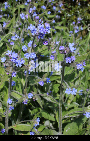 Verde Pentaglottis Alkanet sempervirens Foto Stock