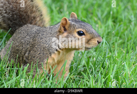 Lo scoiattolo cercando curiosamente a destra Foto Stock