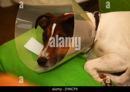 Jack Russell Terrier cane con protezione collare vet Foto Stock