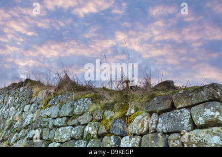 Tratto del Muro di Adriano vicino a Milecastle 39 sul peel dirupi, parco nazionale di Northumberland, Inghilterra Foto Stock