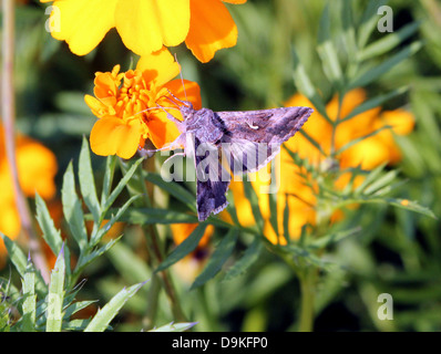 Dettagliato di close-up di il piccolo grigio-marrone argento Y (Autographa gamma) Moth Foto Stock