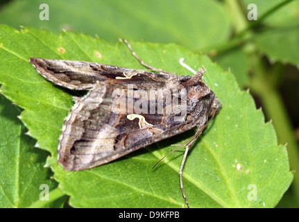 Dettagliato di close-up di il piccolo grigio-marrone argento Y (Autographa gamma) Moth Foto Stock