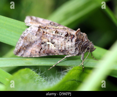 Dettagliato di close-up di il piccolo grigio-marrone argento Y (Autographa gamma) Moth Foto Stock