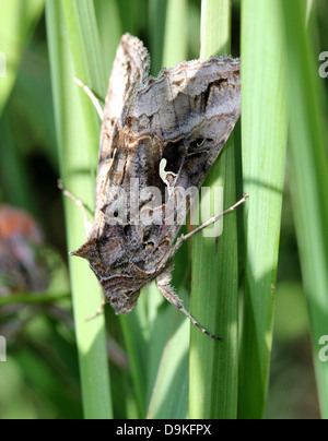 Dettagliato di close-up di il piccolo grigio-marrone argento Y (Autographa gamma) Moth Foto Stock