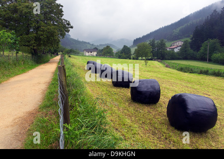 Round balle di fieno in plastica con il coperchio protettivo. Paesi Baschi, Spagna. Foto Stock
