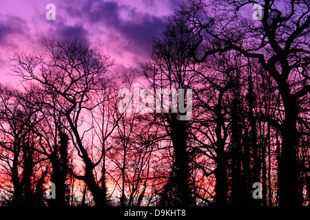 Sagome di alberi contro un tramonto Foto Stock