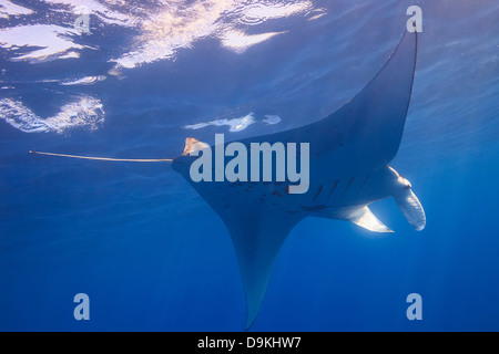 Manta Ray, Big Island, Hawaii, STATI UNITI D'AMERICA Foto Stock