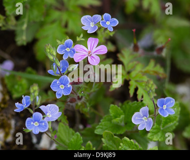 Fiore di Herb Robert ( Geranium robertianum ) tra il blu Germander Speedwell fiori ( Veronica chamaedrys ) REGNO UNITO Foto Stock