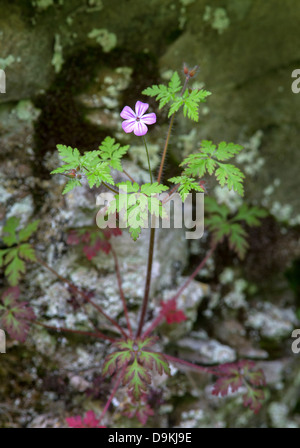 Fiore di Herb Robert Geranium robertianum crescente tra le rocce calcaree in Lathkill Dale Derbyshire Foto Stock