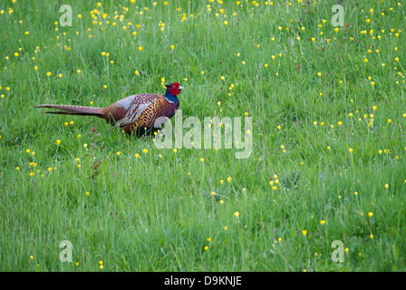 Il fagiano comune (Phasianus colchicus) Foto Stock