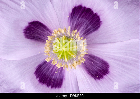 Il papavero direttamente dal di sopra in estrema closeup, giallo verde stelo e pistilli contro quattro Viola Bianco fiore foglie Foto Stock