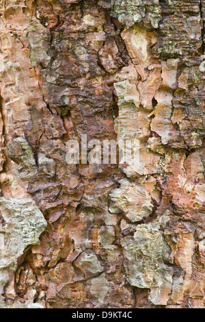 Ponderosa pine (Pinus ponderosa) spessa di cannella e corteccia rosso è suddiviso in grandi lastre esfoliante. Questo albero è di circa 20 anni Foto Stock