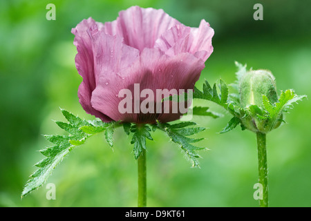 Oriental Papavero (Papaver orientale) " Patty la prugna", close-up di fiori e bocciolo, West Yorkshire giardino, UK, Giugno Foto Stock