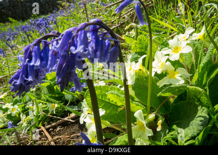 Le Primule e le Bluebells crescendo in Oxenber boschi sopra Austwick nel Yorkshire Dales Foto Stock