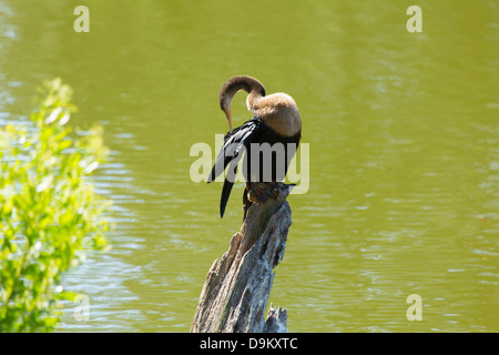 Anhinga, appollaiato su un registro immersa in una laguna di acqua dolce su Hilton Head Island, nella Carolina del Sud. Foto Stock