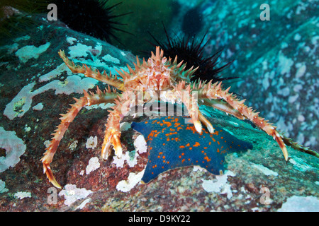 Red King Crab (Paralithodes camtschaticus) e una stella di mare, mare del Giappone Foto Stock