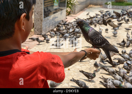 La preghiera quotidiana e rituale di alimentazione dei piccioni al Dharmanath tempio Jain di Fort Cochin (Kochi), Kerala, India Foto Stock