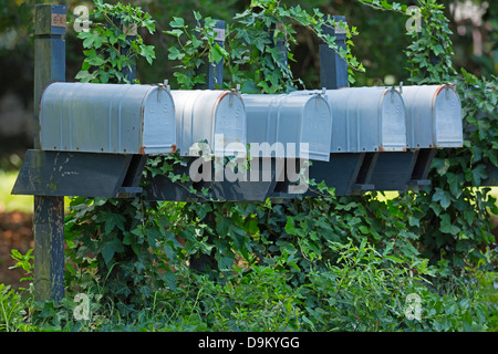 Una fila di caselle di posta tradizionale coperta di edera Foto Stock