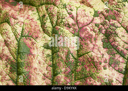 Decolorazione sulla Gunnera manicata foglie. Foto Stock