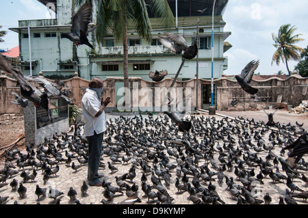 La preghiera quotidiana e rituale di alimentazione dei piccioni al Dharmanath tempio Jain di Fort Cochin (Kochi), Kerala, India Foto Stock