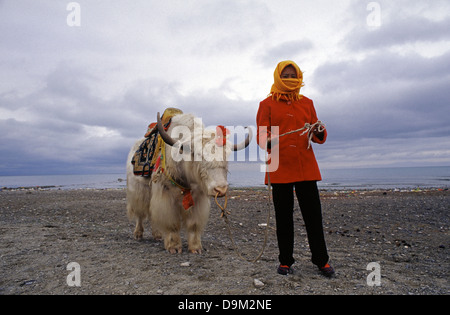 Il nomade tibetana con un addomesticati yak nel lago di Qinghai noto anche come Koko Nur o Kukunor nel lago di Qinghai Provincia di Qinghai Cina Foto Stock