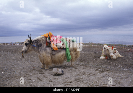 Addomesticazione yak nel lago di Qinghai noto anche come Koko Nur o Kukunor nel lago di Qinghai Provincia di Qinghai Cina Foto Stock