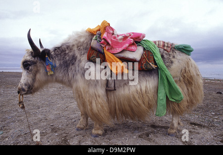 Addomesticazione yak nel lago di Qinghai noto anche come Koko Nur o Kukunor nel lago di Qinghai Provincia di Qinghai Cina Foto Stock