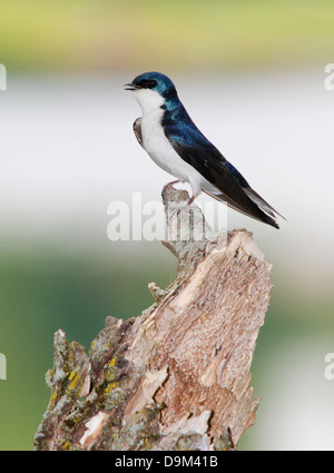 Un uccello su un vecchio ceppo, la struttura Swallow nel profilo pongono, Tachycineta bicolor Foto Stock