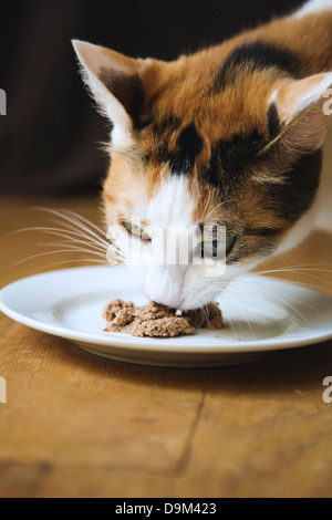 Il calicò auto, close up, bagnato mangiare alimenti per gatti Foto Stock