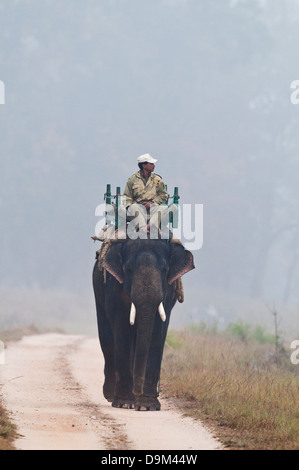 Forest ranger su elefante il pattugliamento per tiger bracconieri nel Parco Nazionale di Kanha, India Foto Stock