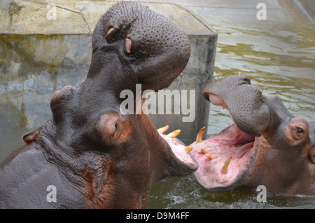 Ippopotamo giocando in acqua Foto Stock