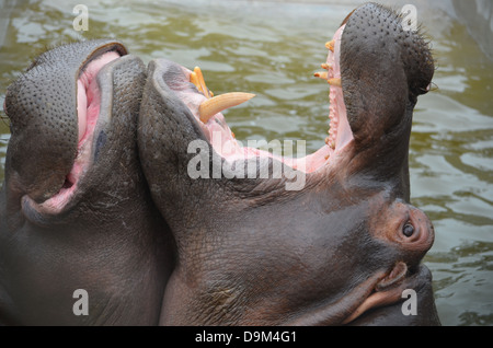 Ippopotamo giocando in acqua Foto Stock