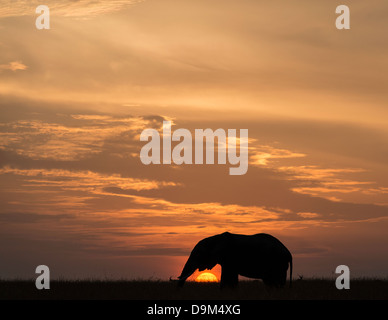 Grande adulti bull elephant al tramonto Kenya Africa Foto Stock
