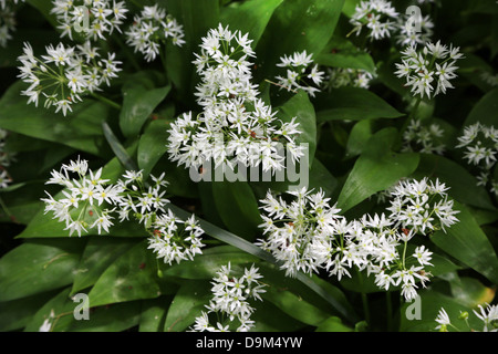 Aglio selvatico fiori (Allium ursinum) nel bosco Surrey in Inghilterra Foto Stock