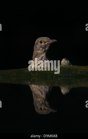 Merlo comune Turdus merula, femmina sidelit a bere piscina vicino Soltvadkert, Ungheria in giugno. Foto Stock