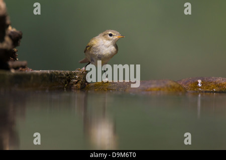 Common chiffchaff Phylloscopus collybita, adulto, al pool di bosco, Pusztaszer, Ungheria in giugno. Foto Stock